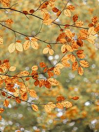 Herbst – abstrakt von Angela Kraan