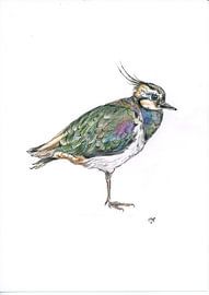 Lapwing by Marian van der Veen-Niemeijer