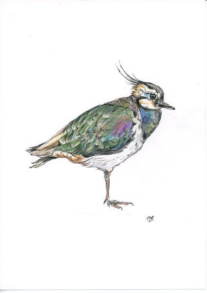 Lapwing by Marian van der Veen-Niemeijer