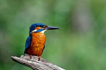 IJsvogel van Diederik Kwakkel