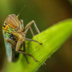 Cicade op blad by Amanda Blom