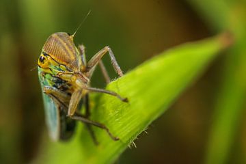 Cicade op blad van Amanda Blom