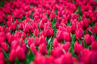 Beautiful tulip field in the color pink