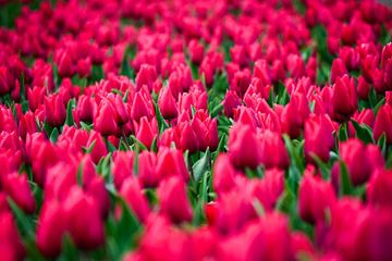 Mooi tulip veld in het kleur roze van Pix-Art by Naomi.k