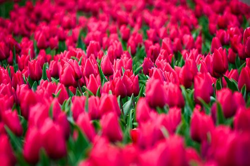 Mooi tulip veld in het kleur roze