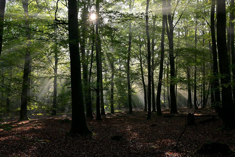Sonnenharfe im Wald von Jurjen Melinga