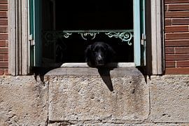 Who's that dog in the window by Daan Ruijter