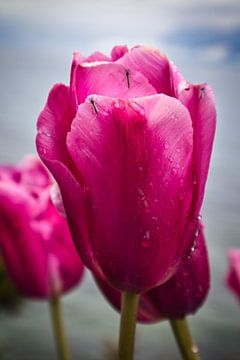 Tulip and mosquito by Raphael Kipfer