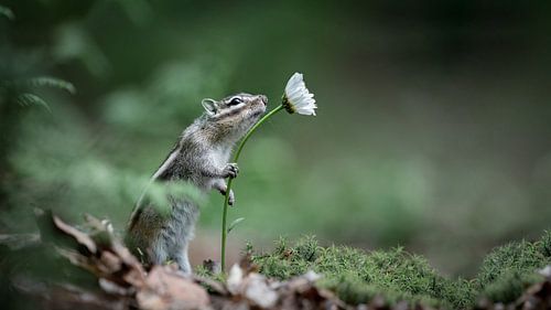 Neugieriger kleiner Kerl