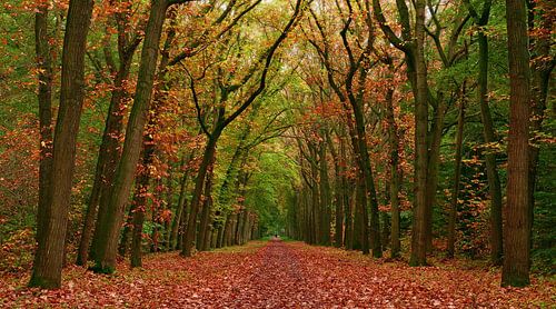 Herfst-Wandeling (Herfstlaan in het bos)