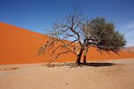 NAMIBIA ... Namib Desert Tree IV von Meleah Fotografie Miniaturansicht