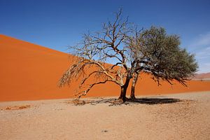 NAMIBIA ... Namib Desert Tree IV von Meleah Fotografie