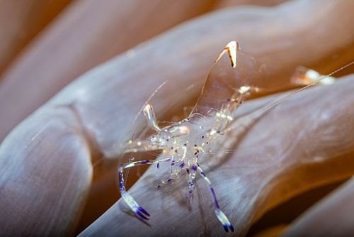 Little shrimp @ Komodo, Indonesia