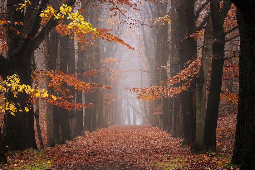 Herfst in de bossen van Jolanda de Leeuw
