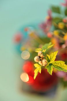 Bourgeon d'anémone japonaise, rêve