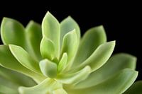 Pachyveria Scheideckeri in the dark