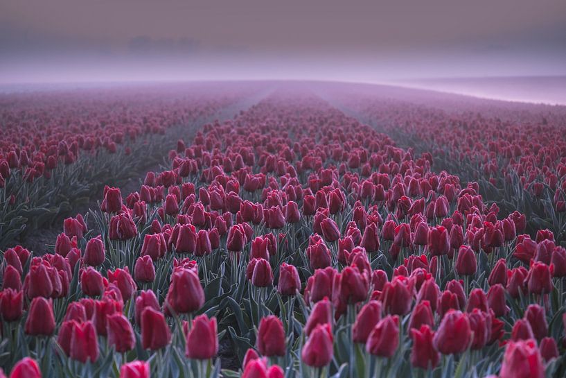 Red tulips with ripeness in earth forest by peterheinspictures