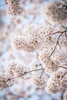 Blossom means spring has begun