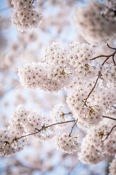 Blossom means spring has begun by Wendy de Jong
