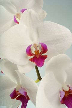 Orchidee macro van Björn van den Berg