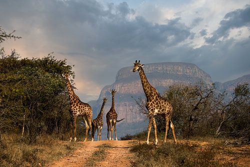Girafes à Leadwood Big Game Estate