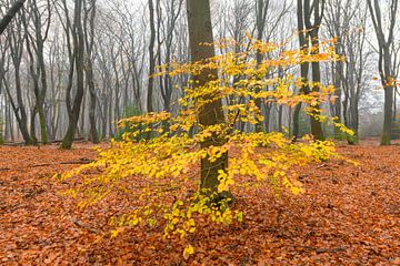 Misty Beech tree forest during a foggy day in winter by Sjoerd van der Wal Photography