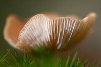Champignon dans la lumière