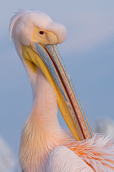Polishing time.   Pink pelican by Kris Hermans