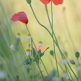 Mohn und Kamille von Patricia de Gruiter