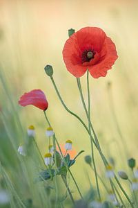 Mohn und Kamille von Patricia de Gruiter