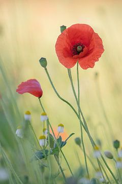 Poppy and chamomile by Patricia de Gruiter