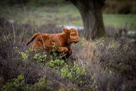 Scottish highlander by Sanne Voortman