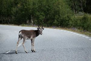 Reindeer
