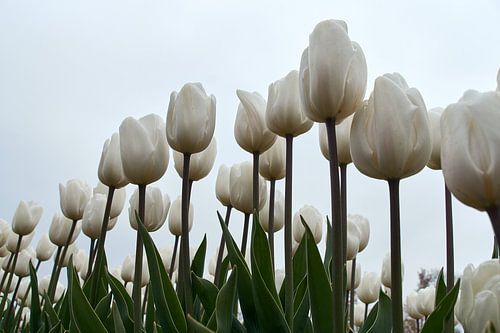 Witte tulpen tegen lichte lucht