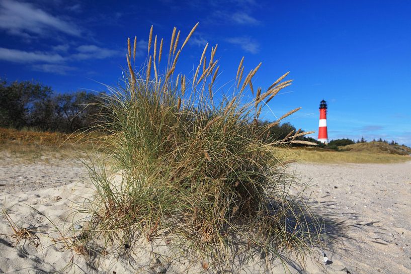 Sylt - vuurtoren Hörnum achter een plukje gras van Frank Herrmann