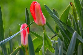 Red in a sea of green by Photoart-Naegele