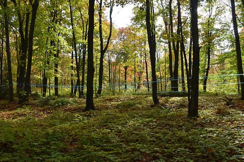 Een esdoornbos in de herfst