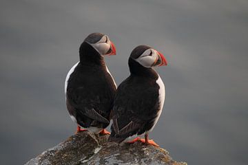 Puffins in the last evening light Norway by Frank Fichtmüller