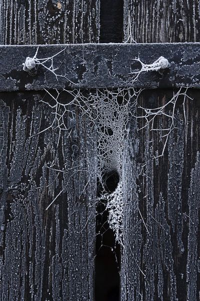 Bevroren web in de kier van een houten deur van Juriaan Wossink