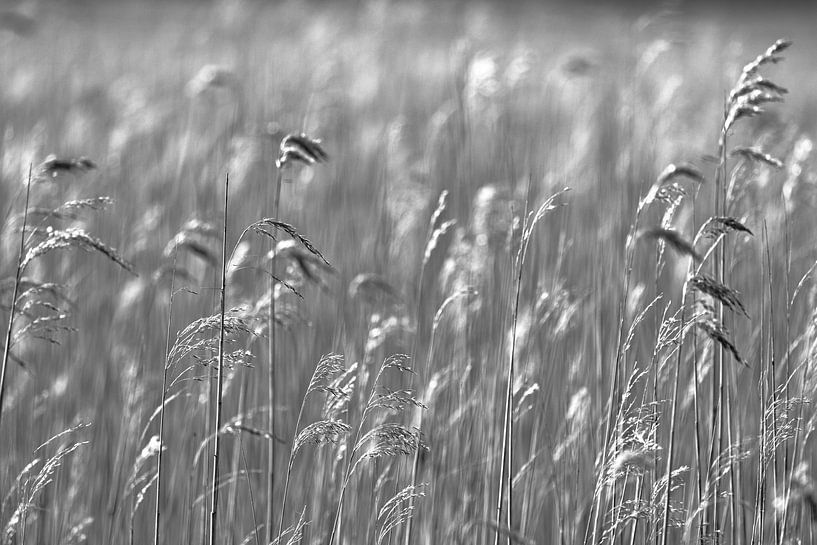 Reed collar by Lens Design Studio