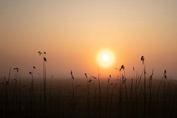 Nebliger Morgen 3 von Mirjam Duizendstra