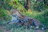 Leopard mit Babys