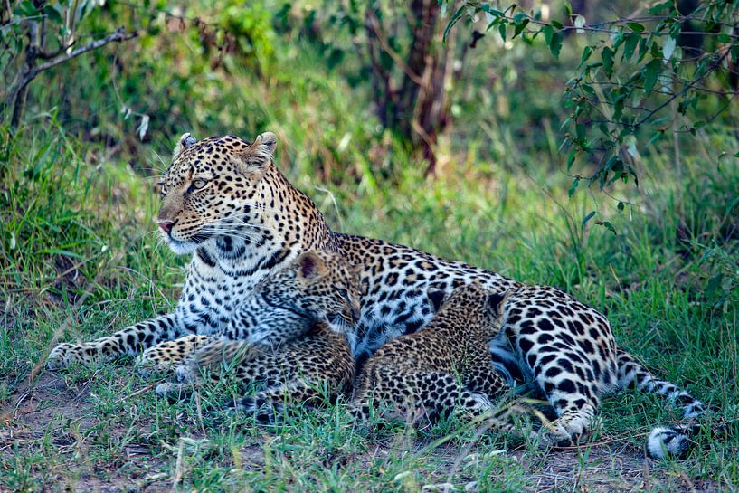 Leopard w. 2 Babys by Peter Michel
