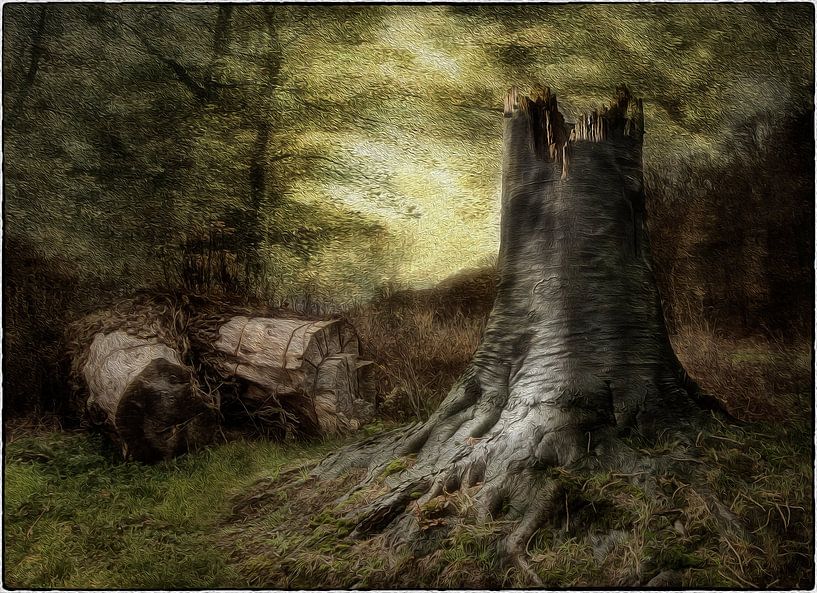 Damp forrest by Jan Pycke