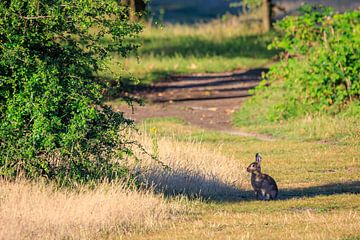 Rabbit on the path at Plantage William III on the Utrecht Hill Ridge by Sjaak den Breeje