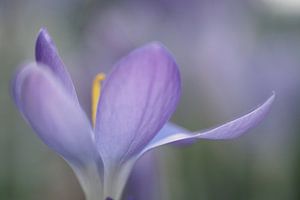 Fallendes Blatt - Krokus