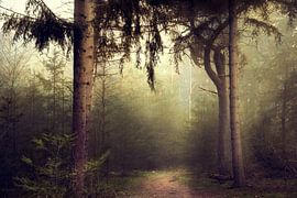 Douceur (forêt de pins néerlandais) sur Kees van Dongen