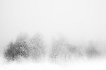 WINTER' ,Bäume im Nebel. Schwarz-Weiß-Fotografie.