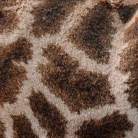 Motifs naturels d'une girafe sur Ian Schepers