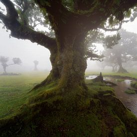 De Mistige Magie van Fanal in Madeira van Roy Poots